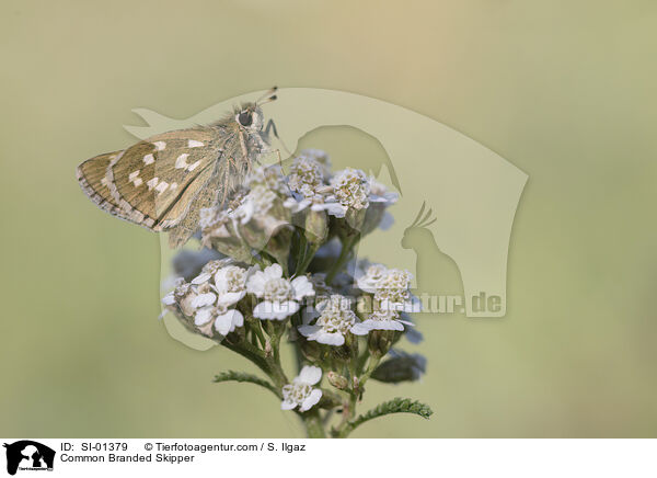 Komma-Dickkopffalter / Common Branded Skipper / SI-01379