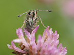 Common branded Skipper