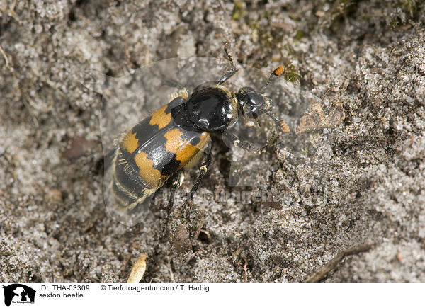 sexton beetle / THA-03309