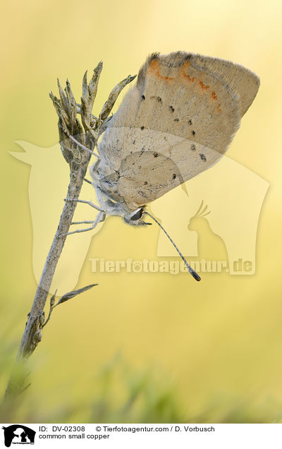 Kleiner Feuerfalter / common small copper / DV-02308