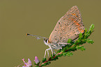 Small Copper