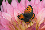 small copper butterfly