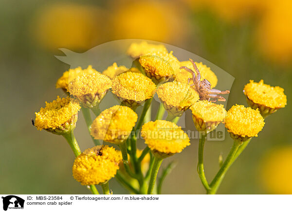 common crab spider / MBS-23584