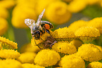 common crab spider