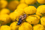 common crab spider