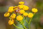 common crab spider