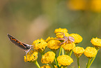 common crab spider