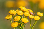 common crab spider