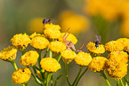 common crab spider