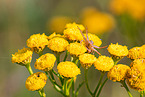common crab spider