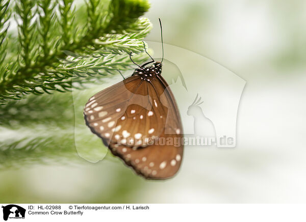 Gemeine Krhe / Common Crow Butterfly / HL-02988