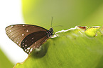 Common Crow Butterfly