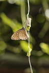 Common Crow Butterfly