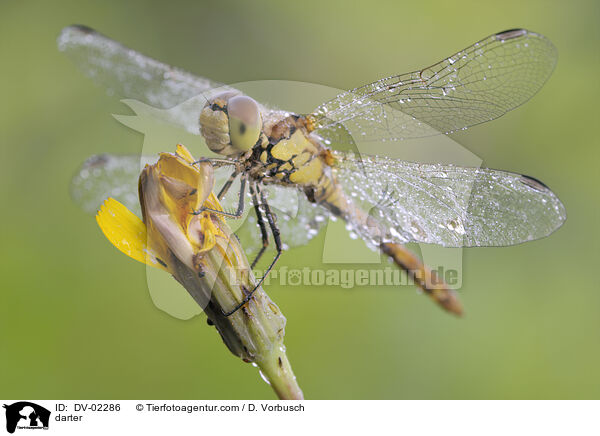 darter / DV-02286
