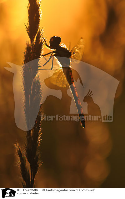 Groe Heidelibelle / common darter / DV-02596