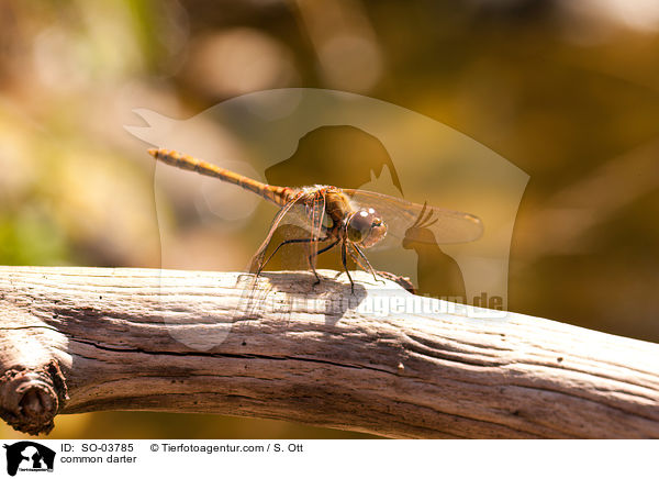 Groe Heidelibelle / common darter / SO-03785