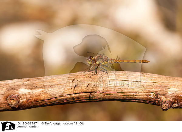 common darter / SO-03787