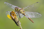 darter