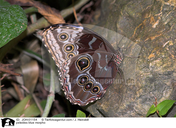 Blauer Morphofalter / peleides blue morpho / JOH-01154