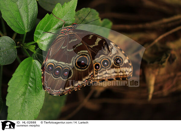 Blauer Morphofalter / common morpho / HL-02688