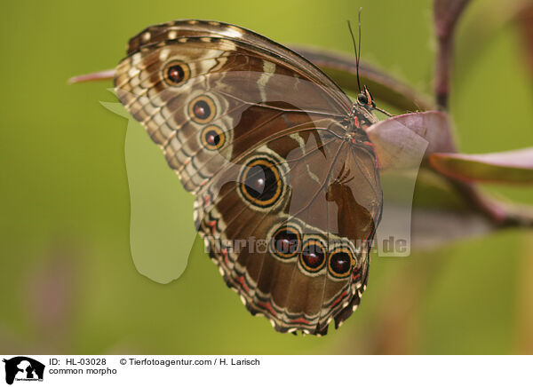 Blauer Morphofalter / common morpho / HL-03028