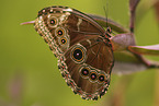 common morpho