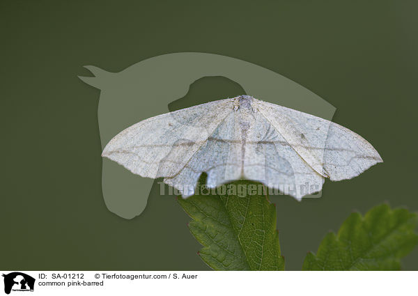 common pink-barred / SA-01212