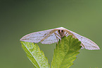 common pink-barred