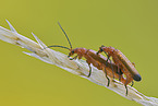 soldier bugs