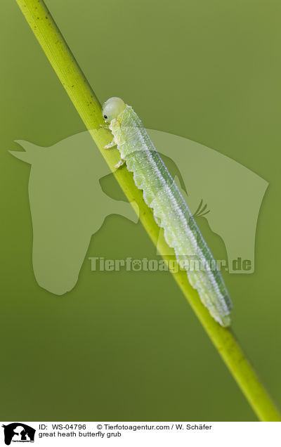 Groes Wiesenvgelchen Raupe / great heath butterfly grub / WS-04796