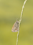 great heath butterfly