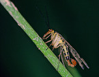 scorpion fly