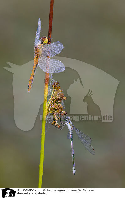 damselfly and darter / WS-05120