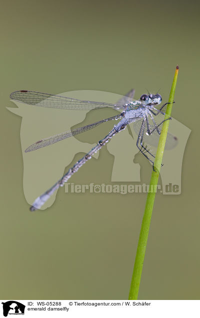 emerald damselfly / WS-05288
