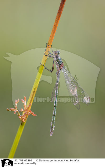 Gemeine Binsenjungfer / emerald damselfly / WS-05292