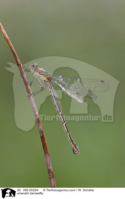emerald damselfly / WS-05294