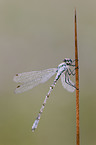 damselfly