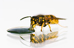 Common wasp
