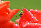 Common wasp