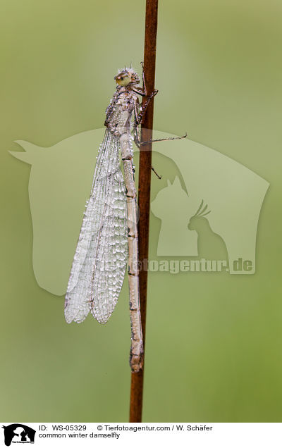 common winter damselfly / WS-05329