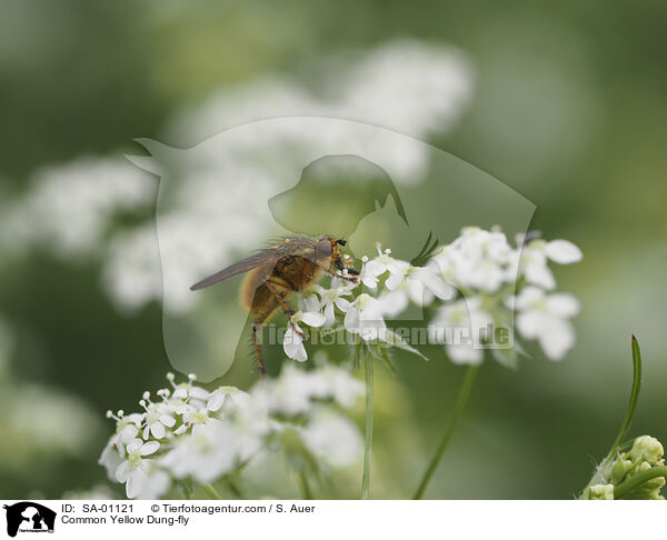 Common Yellow Dung-fly / SA-01121