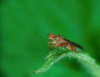 dung fly