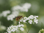 Common Yellow Dung-fly