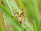 common yellow dung-fly
