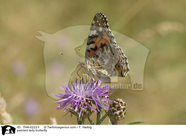 Distelfalter / painted lady butterfly / THA-02223