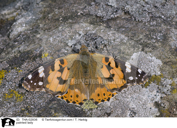 Distelfalter / painted lady / THA-02836