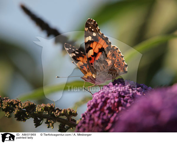 Distelfalter / painted lady / AM-01969