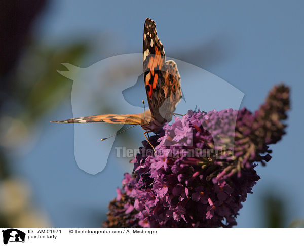 Distelfalter / painted lady / AM-01971