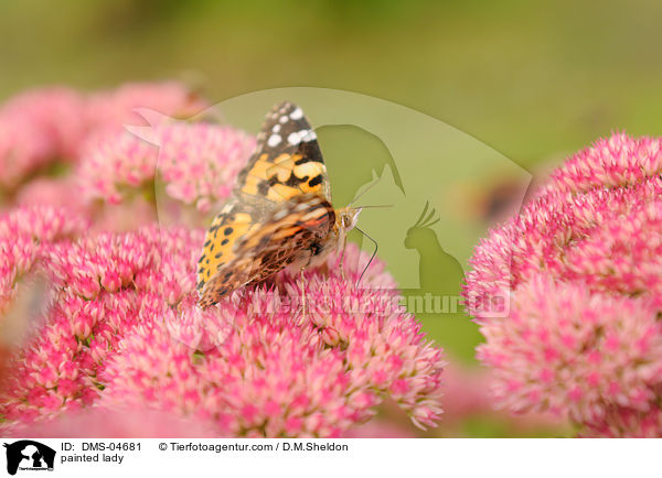 Distelfalter / painted lady / DMS-04681
