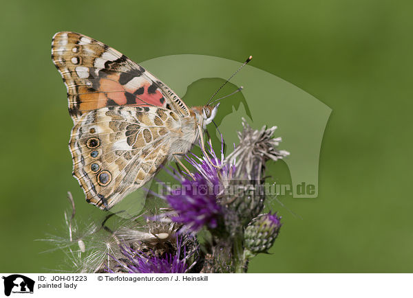 Distelfalter / painted lady / JOH-01223